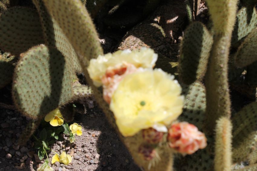 Fleur de cactus